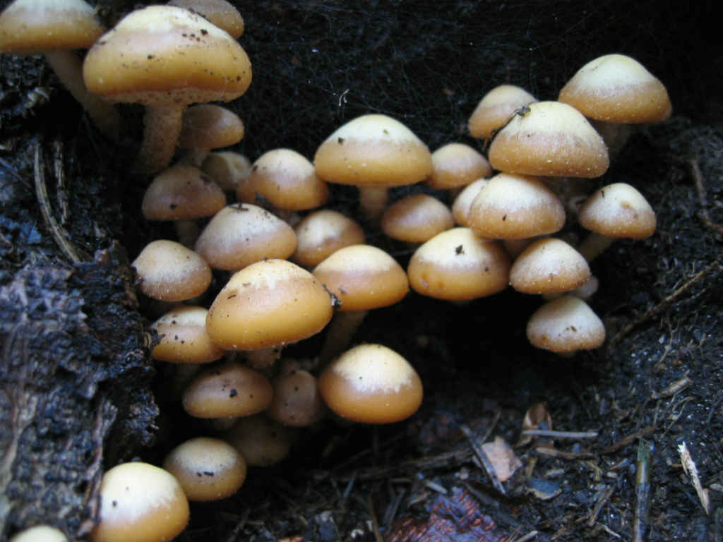 2005 :  Un anno di funghi